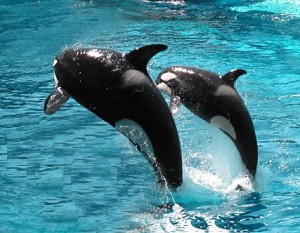 Seaworld Orlando